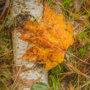 Meet your Posher, Renee